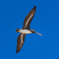 Pelican Flying Overhead