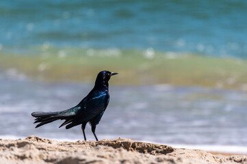 Boat Tailed Grackle Gazing at Sea