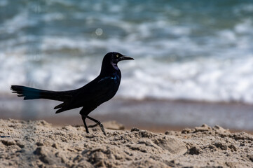 Boat Tailed Grackle Strutting on Beach