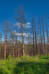 Bare trunks of fir trees in the forest after the fire against the blue sky.
