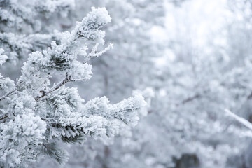 A snowy branch of pine or fir tree with blur background