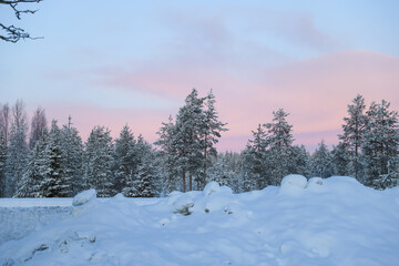 Spruces and other trees along the road in pink sunrise in winter