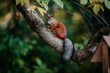 Squirrel on a tree
