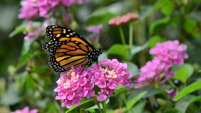 HD video of a brand new monarch butterfly on pink and yellow lantana flowers, then flies away.
