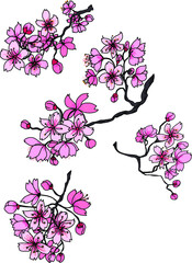 hand drawn sakura flower or Cherry branches vector set.Hand drawn sakura flower or Japanese cherry blossom vector.Plum flower vector set.Peach blossom isolate on white backgroud