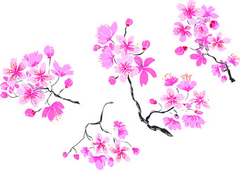 hand drawn sakura flower or Cherry branches vector set.Hand drawn sakura flower or Japanese cherry blossom vector.Plum flower vector set.Peach blossom isolate on white backgroud