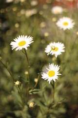 daisies in a meadow