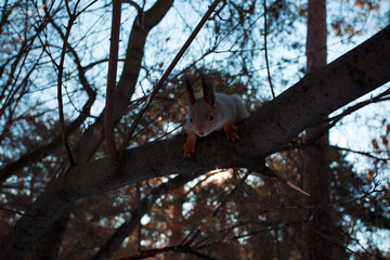 squirrel on a tree