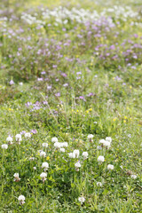 シロツメ草とレンゲ草