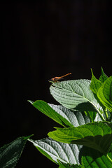 a bright orange dragonfly on green leaves in sun