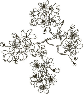 Hand drawn sakura flower or Japanese cherry blossom vector.Plum flower vector set.Peach blossom isolate on white backgroud