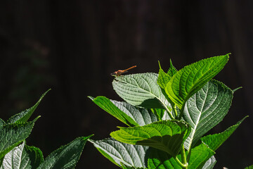 orange dragonfly on bright green leaves in sunlight