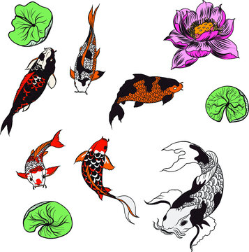 Hand drawn Koi fish isolate vector set and Koi carp Japanese tattoo.Element of carp fish, isolate, silhouette, and colorful.