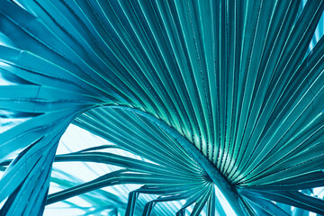 abstract background, tropical palm leaf in rainforest, blue toned process