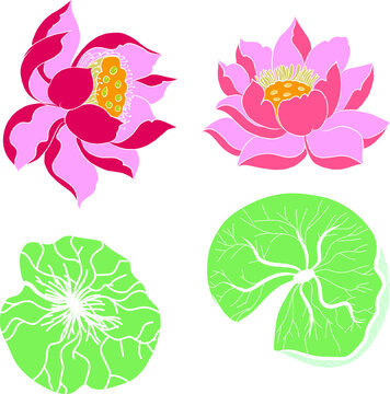 Buddha's flower.Hand drawn Lotus flower isolate on white background. Thai flower and Budhism symbol.