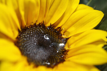 黄色い花と水滴
