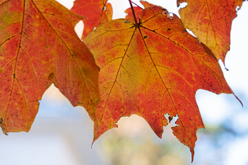 Close up of a red leaf on a Maple tree in the Fall