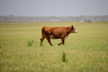 Cow on a summer pasture. Brown cow on green grass background.