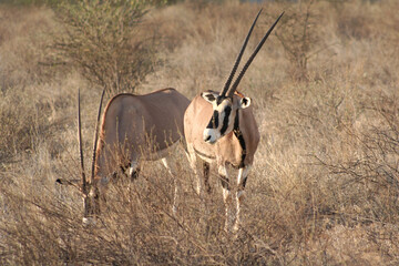 Two Large Oryx