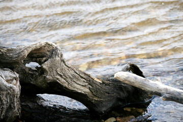 Fallen twisted log in river