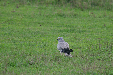 Montagu's Harrier (Circus pygargus) adult male sitting on the ground, Serengeti National Park, Tanzania, Africa