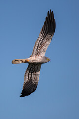 Obraz premium Montagu's Harrier (Circus pygargus) male flying, Baden-Wuerttemberg, Germany