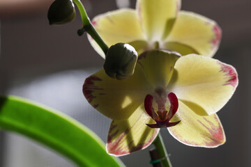back lit yellow orchid blooms in sun