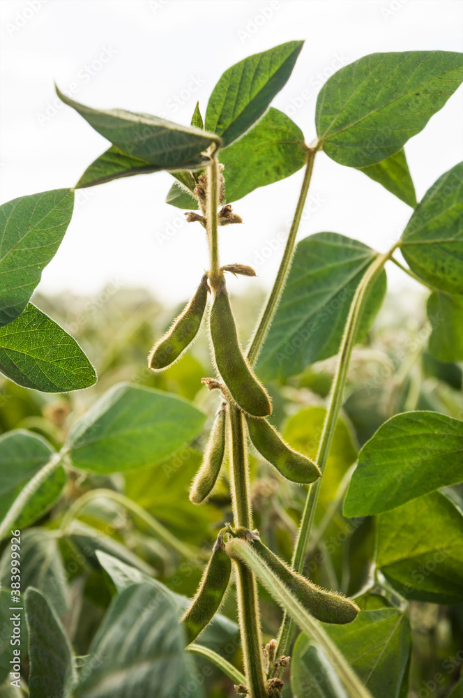 Wall mural A young green stalk with soybean pods stretches to the sun. Plants shot against the light. Selective focus. Agricultural soybean plant.