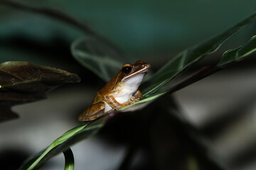 frog on leaf