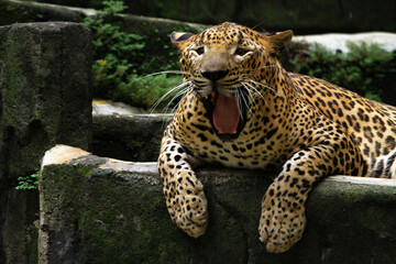 portrait of a leopard
