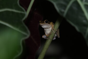 frog on a leaf