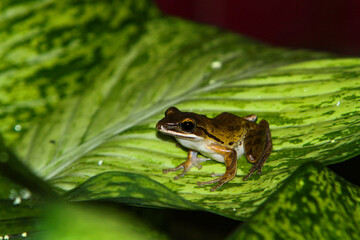 frog on the leaf