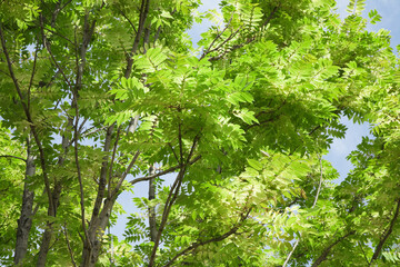 Fototapeta na wymiar オーストラリアチャンチンの樹木