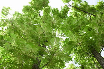 Fototapeta na wymiar オーストラリアチャンチンの樹木