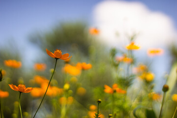 Wild Orange Cosmos caudatus or Cosmos with background out of focus