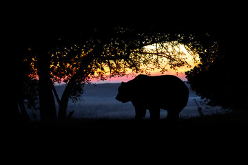 bear silhouette in the woods at sunset