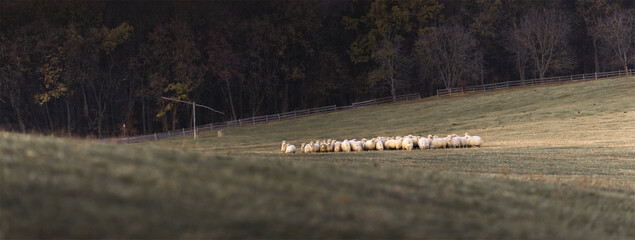 Sheep in a stable on a field