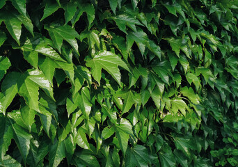 Green leaves wild grape. Natural background close-up.