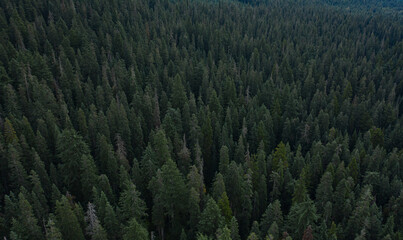 Obraz premium Hazy Pine Trees