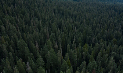 Obraz premium Pine forest aerial