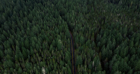 Road winding through forest