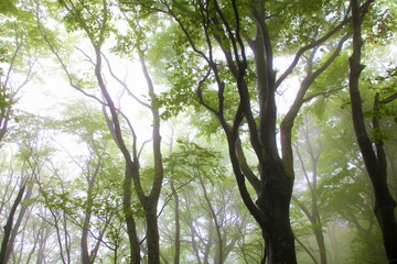 雨上がりのブナ林