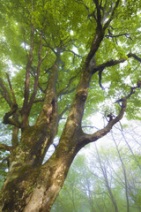朝もやのブナ林