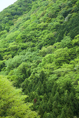 新緑の和泉葛城山