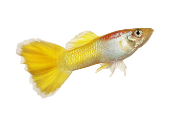 Guppy Poecilia reticulata colorful rainbow tropical aquarium fish