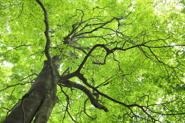 Fototapeta na wymiar 新緑のブナの木