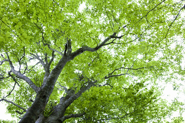 ブナの木とクロス光