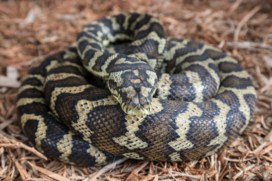 Australian Carpet Python curled up