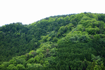 Obraz premium 新緑の山