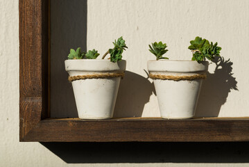 Two potted plants placed in a wooden frame with a white wall in the background. Morning light